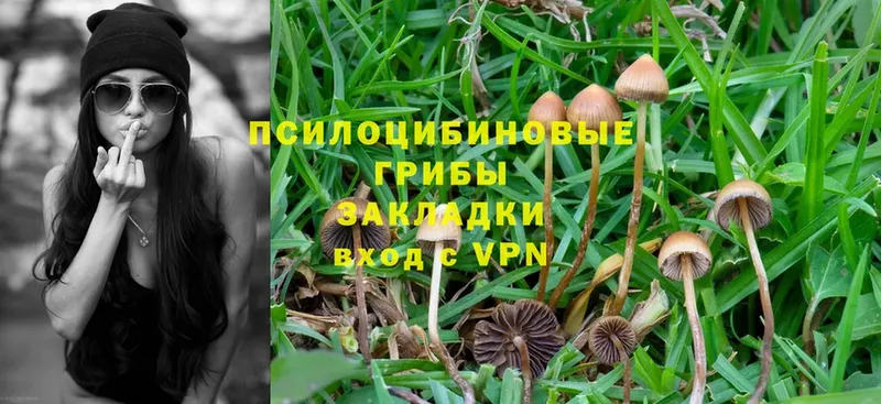 цена   Горнозаводск  Галлюциногенные грибы Psilocybine cubensis 